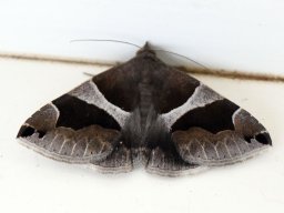 dysgonia algira